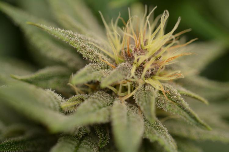 HUCKLEBERRY SODA 5 X PINEAPPLE EXPRESS 4. Week 10 - P#1