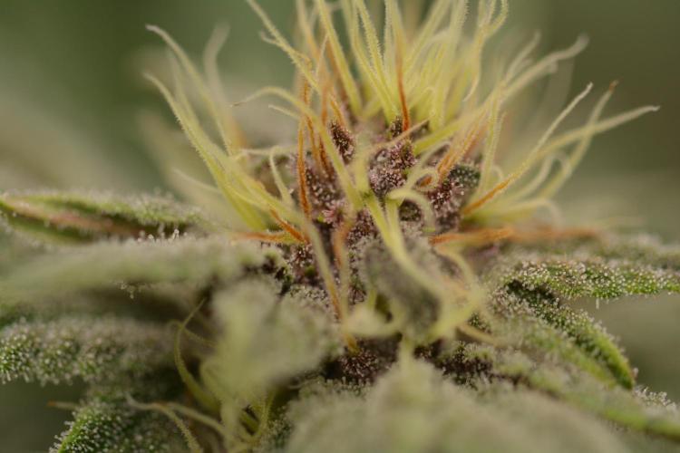 HUCKLEBERRY SODA 5 X PINEAPPLE EXPRESS 4. Week 10 - P#1