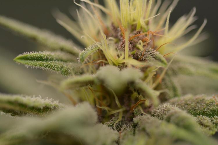 HUCKLEBERRY SODA 5 X PINEAPPLE EXPRESS 4. Week 10 - light purple  P#1