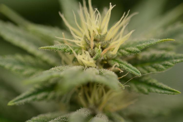 HUCKLEBERRY SODA 5 X PINEAPPLE EXPRESS 4. Week 10 - P#2