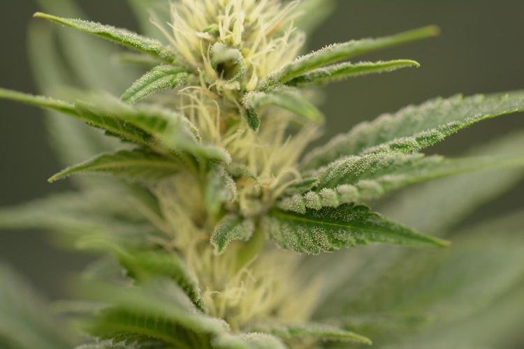 HUCKLEBERRY SODA 5 X PINEAPPLE EXPRESS 4. Week 10 - P#2
