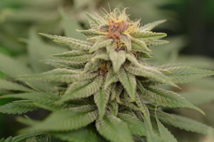 HUCKLEBERRY SODA 5 X PINEAPPLE EXPRESS 4. Week 11