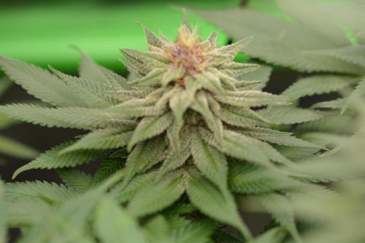 HUCKLEBERRY SODA 5 X PINEAPPLE EXPRESS 4. Week 11