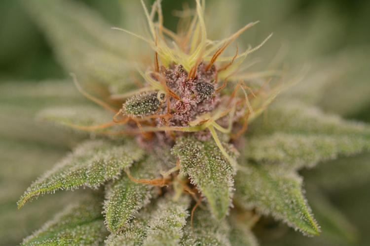 HUCKLEBERRY SODA 5 X PINEAPPLE EXPRESS 4. Week 11