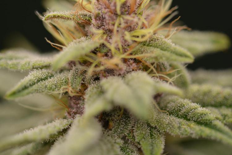 HUCKLEBERRY SODA 5 X PINEAPPLE EXPRESS 4. Week 11