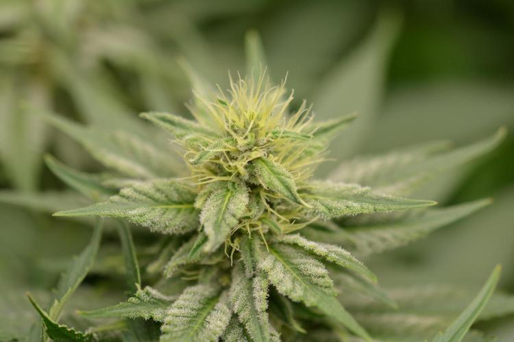 HUCKLEBERRY SODA 5 X PINEAPPLE EXPRESS 4. Week 11
