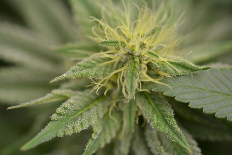 HUCKLEBERRY SODA 5 X PINEAPPLE EXPRESS 4. Week 11