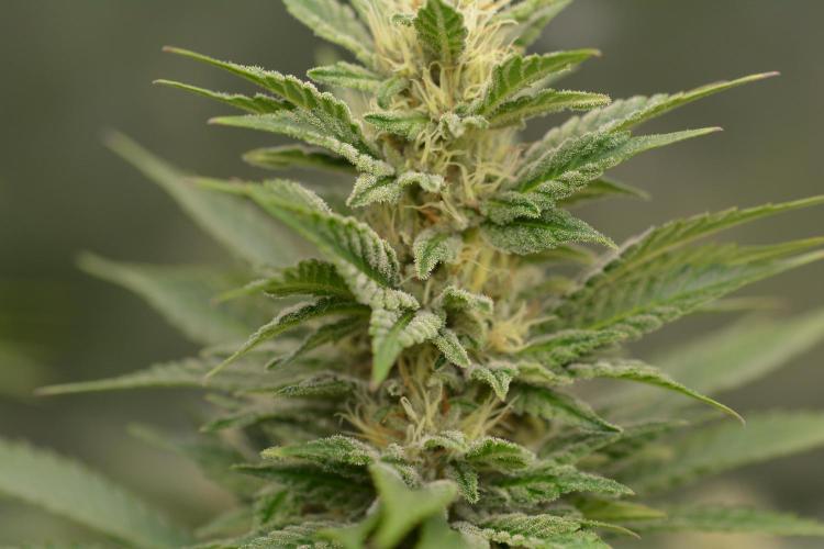 HUCKLEBERRY SODA 5 X PINEAPPLE EXPRESS 4. Week 11