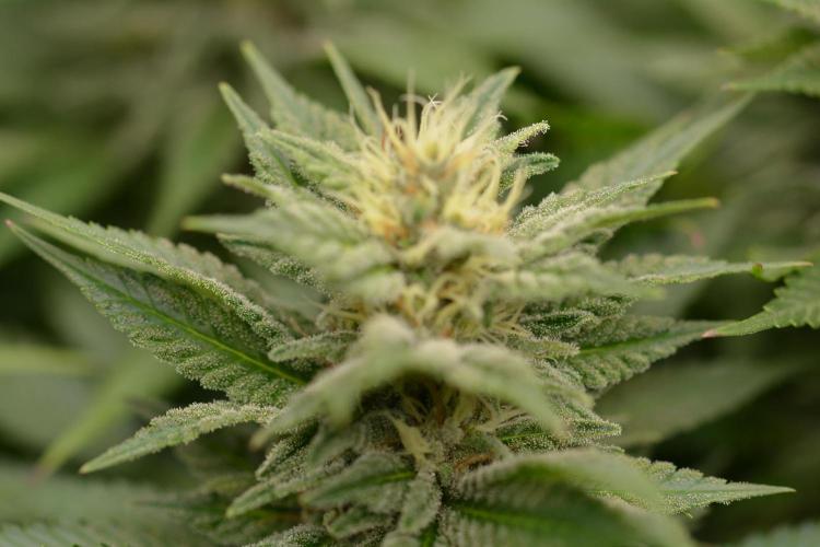 HUCKLEBERRY SODA 5 X PINEAPPLE EXPRESS 4. Week 11