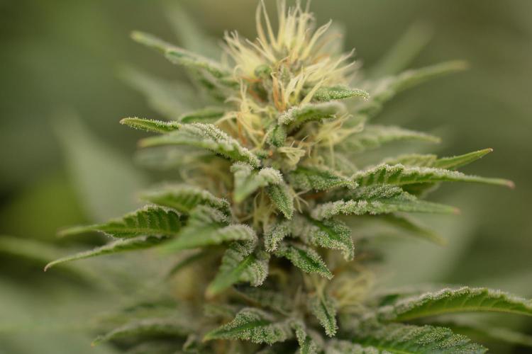 HUCKLEBERRY SODA 5 X PINEAPPLE EXPRESS 4. Week 11