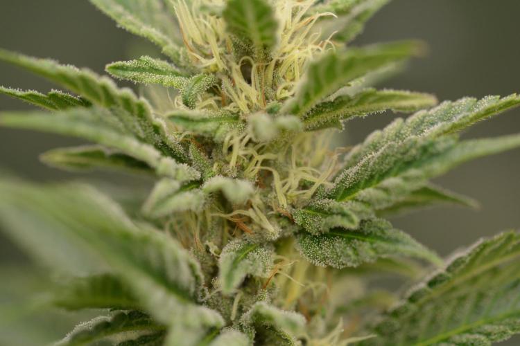 HUCKLEBERRY SODA 5 X PINEAPPLE EXPRESS 4. Week 11