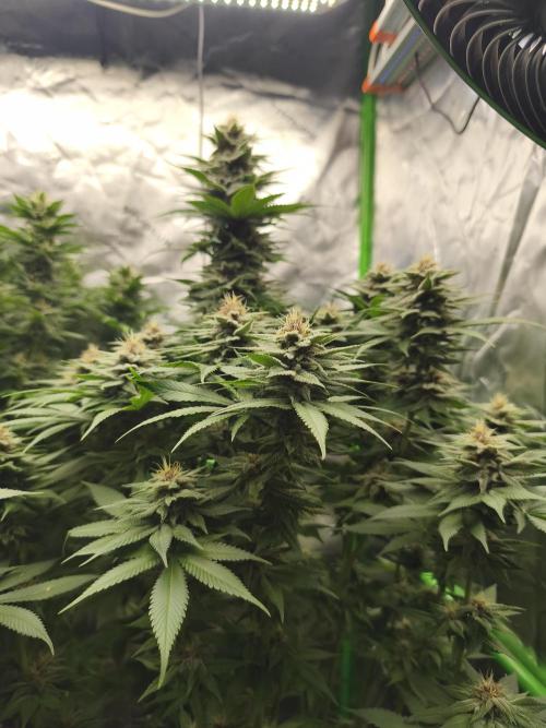 HUCKLEBERRY SODA 5 X PINEAPPLE EXPRESS 4. Week 11
