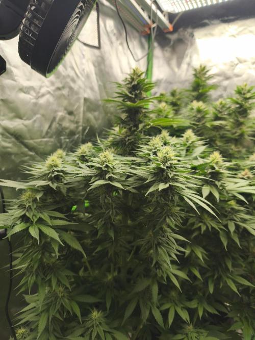 HUCKLEBERRY SODA 5 X PINEAPPLE EXPRESS 4. Week 11