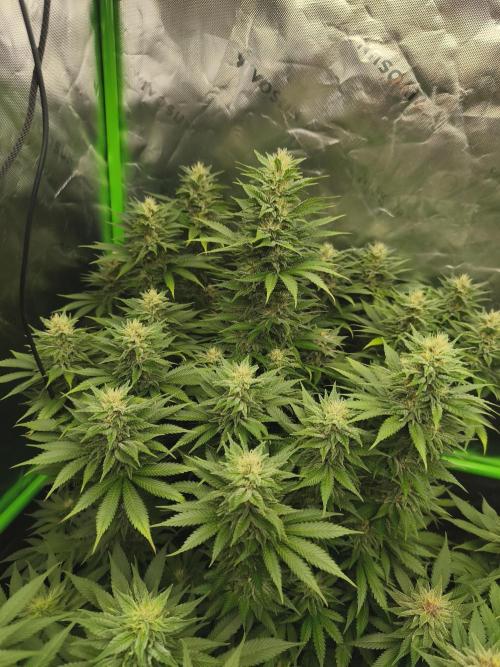 HUCKLEBERRY SODA 5 X PINEAPPLE EXPRESS 4. Week 11