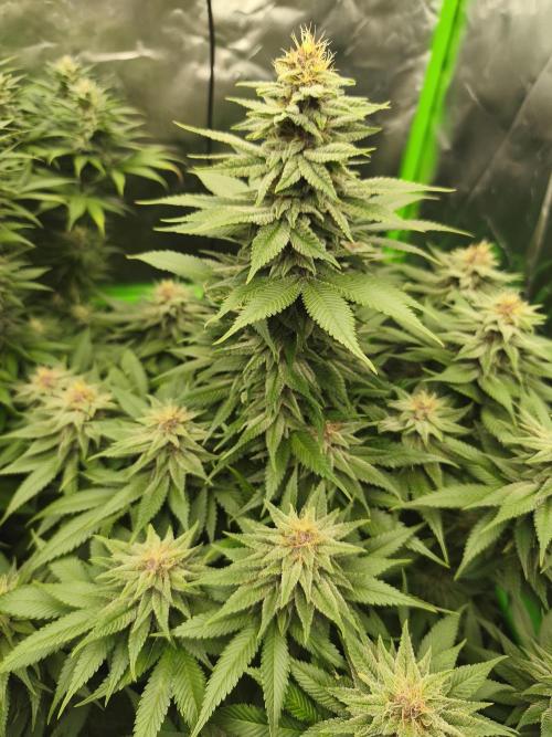 HUCKLEBERRY SODA 5 X PINEAPPLE EXPRESS 4. Week 11