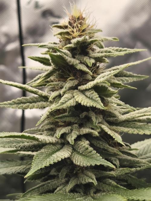HUCKLEBERRY SODA 5 X PINEAPPLE EXPRESS 4. Week 11