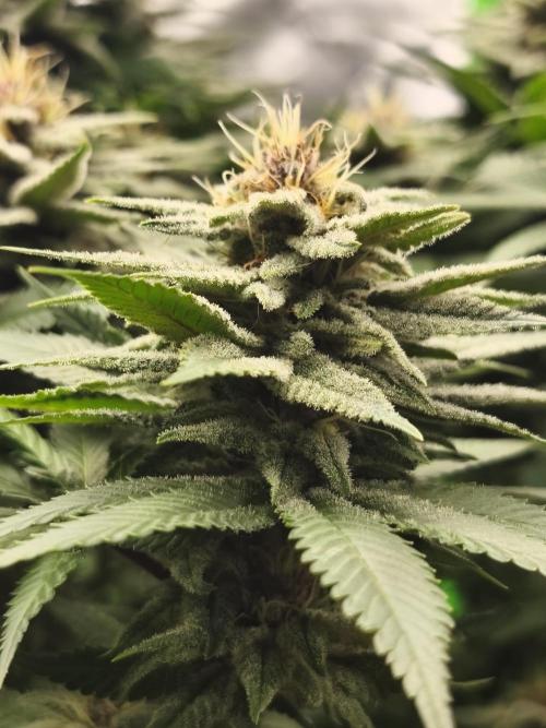 HUCKLEBERRY SODA 5 X PINEAPPLE EXPRESS 4. Week 11