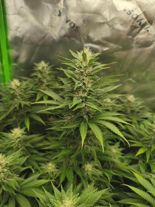 HUCKLEBERRY SODA 5 X PINEAPPLE EXPRESS 4. Week 11