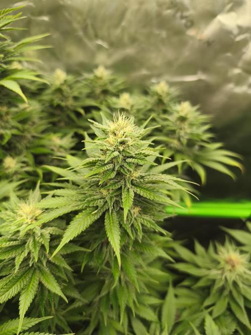 HUCKLEBERRY SODA 5 X PINEAPPLE EXPRESS 4. Week 11