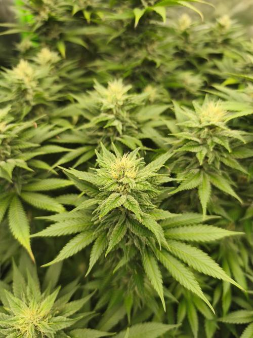 HUCKLEBERRY SODA 5 X PINEAPPLE EXPRESS 4. Week 11