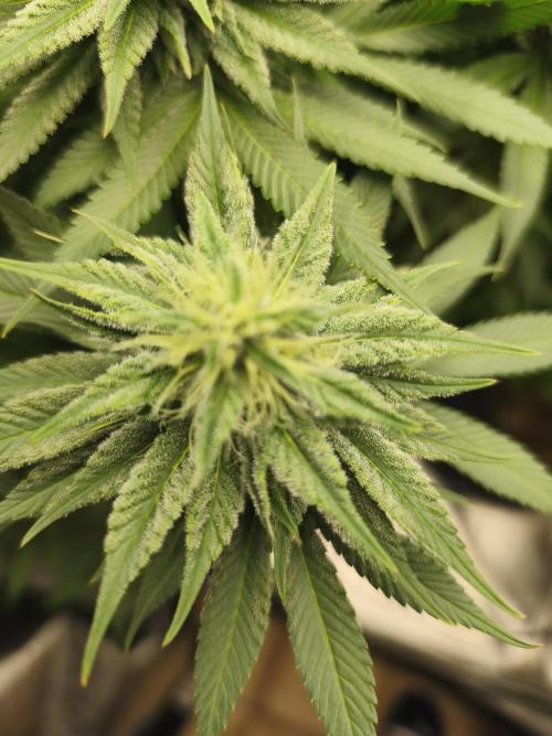 HUCKLEBERRY SODA 5 X PINEAPPLE EXPRESS 4. Week 11