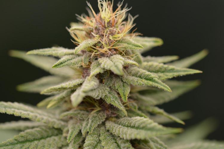 HUCKLEBERRY SODA 5 X PINEAPPLE EXPRESS 4. Week 11