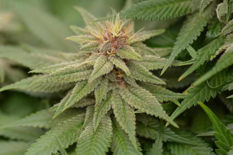 HUCKLEBERRY SODA 5 X PINEAPPLE EXPRESS 4. Week 11