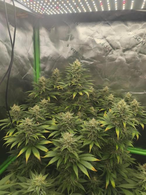 HUCKLEBERRY SODA 5 X PINEAPPLE EXPRESS 4. Week 12