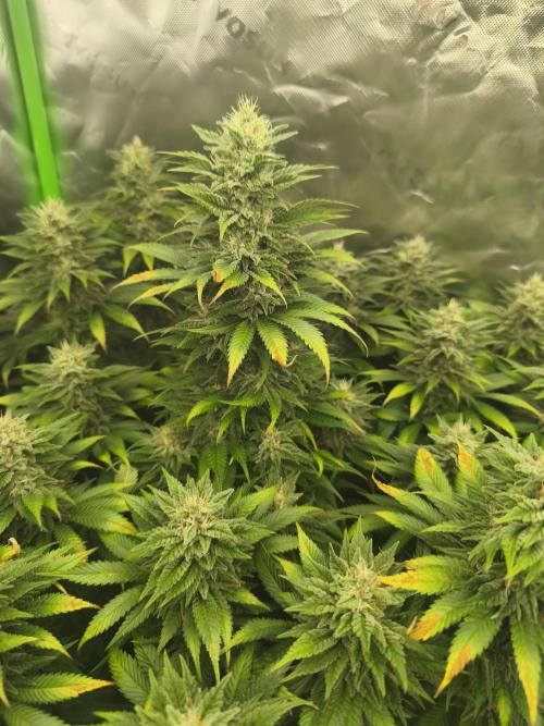 HUCKLEBERRY SODA 5 X PINEAPPLE EXPRESS 4. Week 12