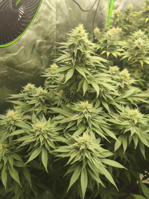 HUCKLEBERRY SODA 5 X PINEAPPLE EXPRESS 4. Week 12