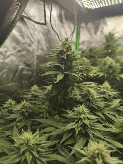HUCKLEBERRY SODA 5 X PINEAPPLE EXPRESS 4. Week 12