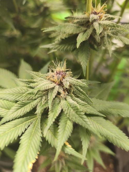 HUCKLEBERRY SODA 5 X PINEAPPLE EXPRESS 4. Week 12