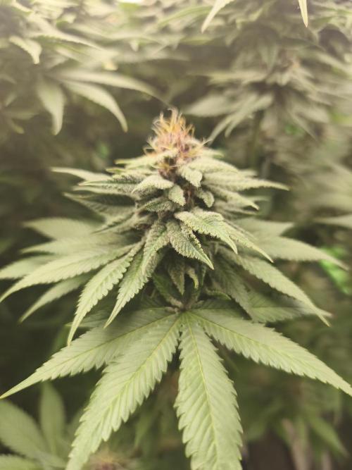HUCKLEBERRY SODA 5 X PINEAPPLE EXPRESS 4. Week 12