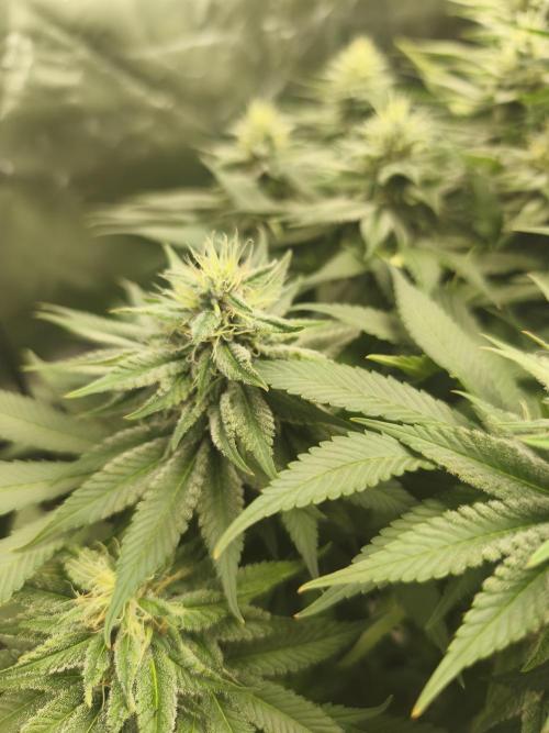 HUCKLEBERRY SODA 5 X PINEAPPLE EXPRESS 4. Week 12