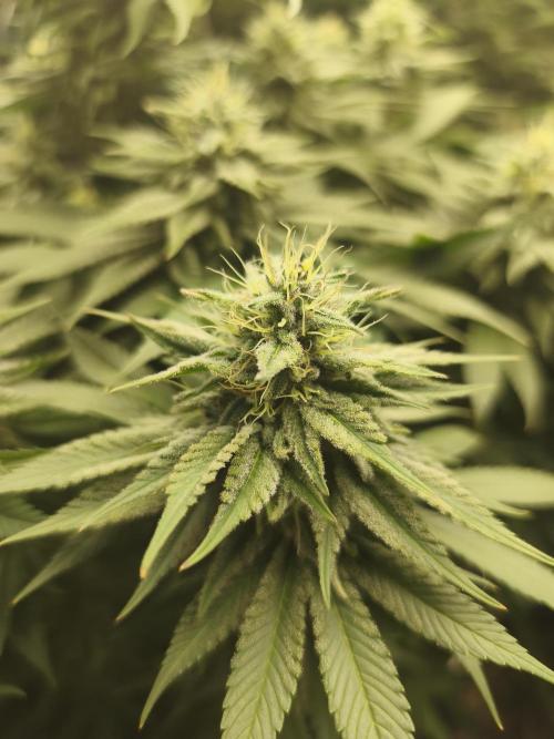 HUCKLEBERRY SODA 5 X PINEAPPLE EXPRESS 4. Week 12