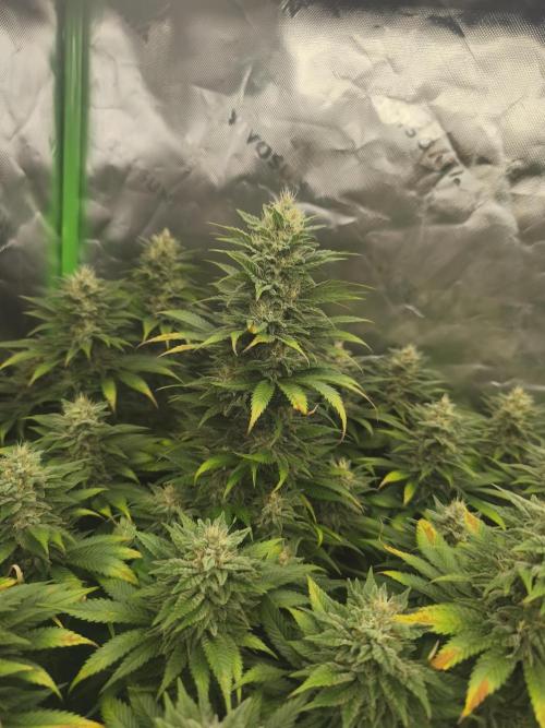 HUCKLEBERRY SODA 5 X PINEAPPLE EXPRESS 4. Week 12