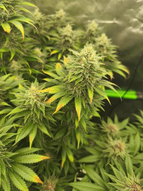 HUCKLEBERRY SODA 5 X PINEAPPLE EXPRESS 4. Week 12