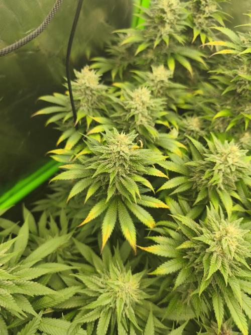 HUCKLEBERRY SODA 5 X PINEAPPLE EXPRESS 4. Week 12