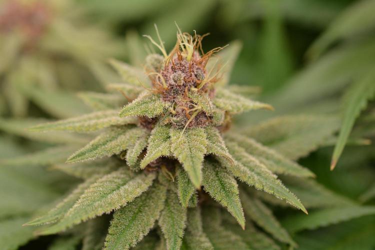 HUCKLEBERRY SODA 5 X PINEAPPLE EXPRESS 4. Week 12