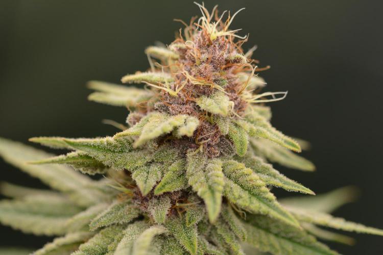 HUCKLEBERRY SODA 5 X PINEAPPLE EXPRESS 4. Week 12