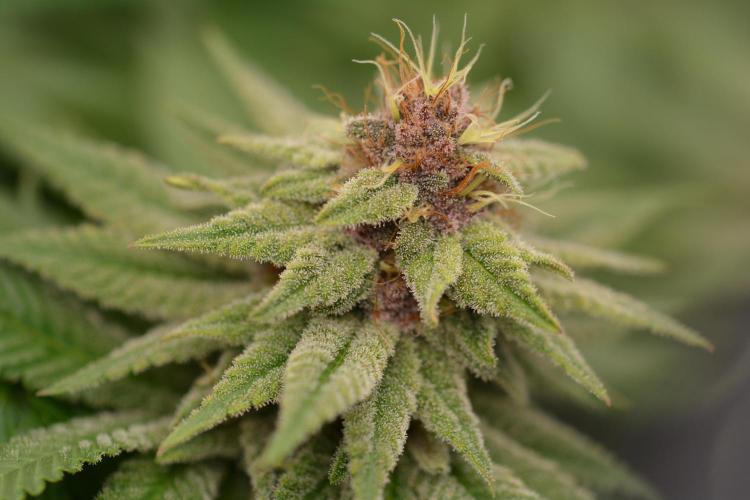 HUCKLEBERRY SODA 5 X PINEAPPLE EXPRESS 4. Week 12