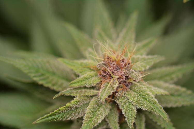 HUCKLEBERRY SODA 5 X PINEAPPLE EXPRESS 4. Week 12