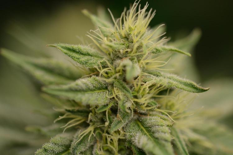 HUCKLEBERRY SODA 5 X PINEAPPLE EXPRESS 4. Week 12
