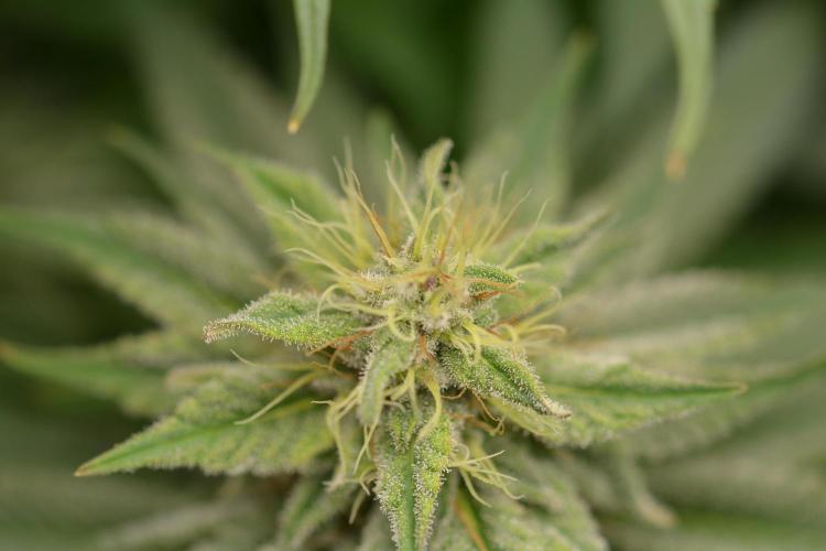 HUCKLEBERRY SODA 5 X PINEAPPLE EXPRESS 4. Week 12