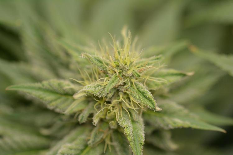 HUCKLEBERRY SODA 5 X PINEAPPLE EXPRESS 4. Week 12