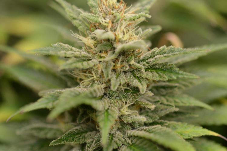 HUCKLEBERRY SODA 5 X PINEAPPLE EXPRESS 4. Week 12
