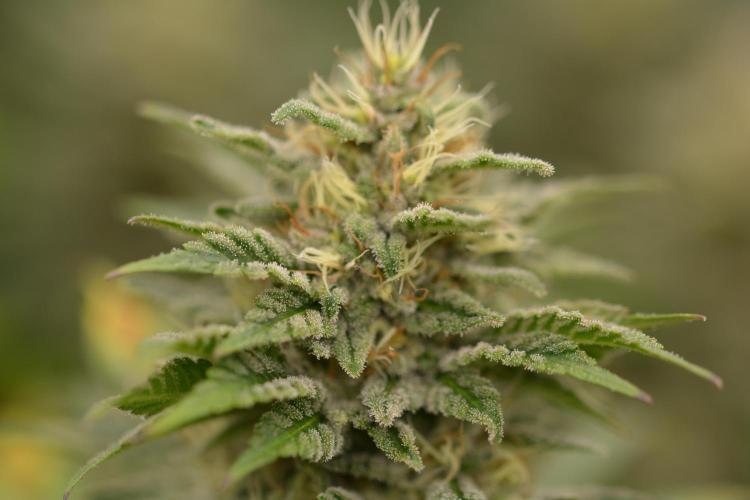 HUCKLEBERRY SODA 5 X PINEAPPLE EXPRESS 4. Week 12