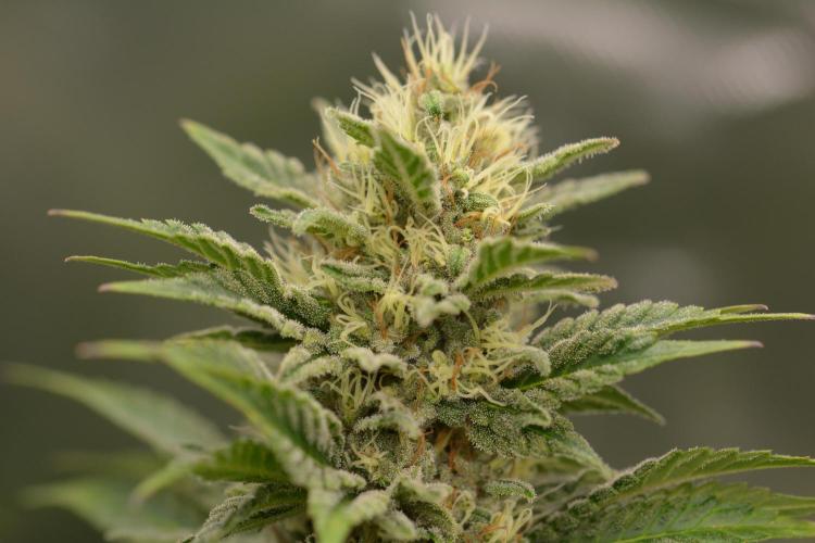 HUCKLEBERRY SODA 5 X PINEAPPLE EXPRESS 4. Week 12