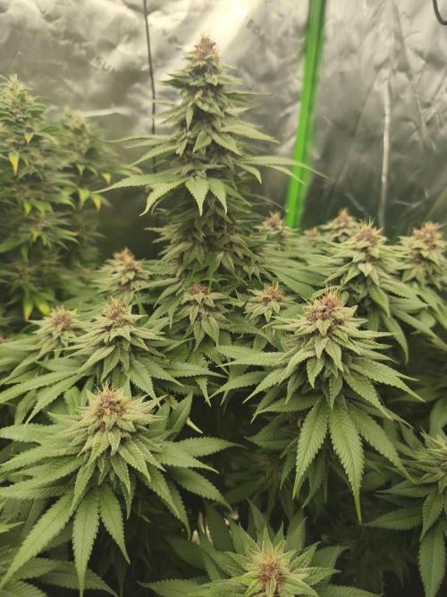 HUCKLEBERRY SODA 5 X PINEAPPLE EXPRESS 4. Week 12