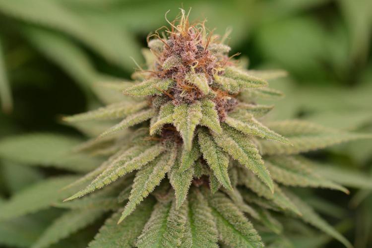 HUCKLEBERRY SODA 5 X PINEAPPLE EXPRESS 4. Week 12